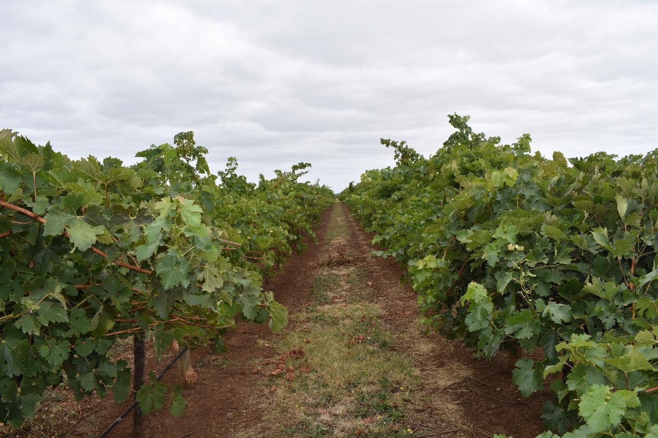 A Coonawarra Experience Leilighet Penola Eksteriør bilde